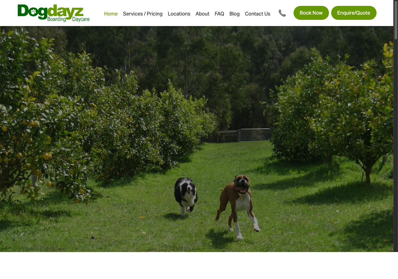 Dogdayz website before redesign